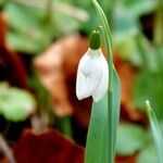 Galanthus nivalisFlower