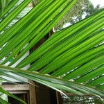 Areca catechu पत्ता