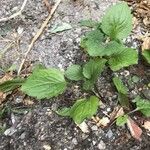 Erigeron annuusLeaf