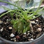 Albuca humilis Leaf