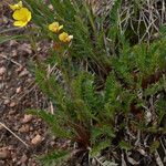 Geum rossii Costuma