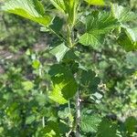 Ribes uva-crispa Ліст