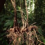 Triplophyllum buchholzii Otro