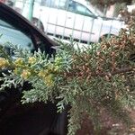Cupressus lusitanica Outro