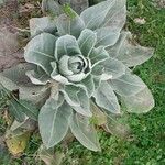 Verbascum boerhavii Leaf