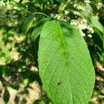 Pterostyrax hispidus Leaf