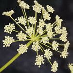 Angelica lineariloba Flor
