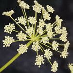 Angelica lineariloba ᱵᱟᱦᱟ