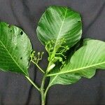 Psychotria panamensis Nyingine