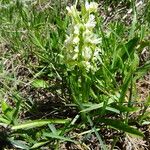 Dactylorhiza romana Blomma