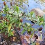 Hypericum hypericoidesBlad