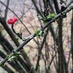 Cotoneaster dielsianus പുറംതൊലി