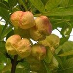 Staphylea pinnata Flower