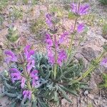 Salvia phlomoides