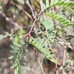 Prosopis cineraria Fuelha