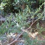 Dacrycarpus vieillardii Hábito