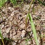 Allium lineare Bark