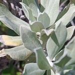 Helichrysum melaleucum Folio