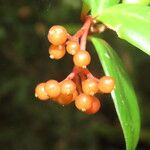 Notopleura epiphytica Meyve