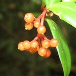 Notopleura epiphytica Fruit