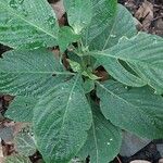 Eranthemum pulchellum Blad