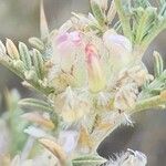 Astragalus piptocephalus Flower