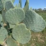 Opuntia robusta Leaf