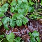 Potentilla indica Folha