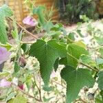 Lavatera bryoniifolia Leaf