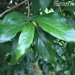 Combretum kraussii Leaf