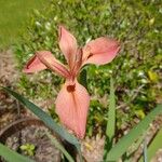 Iris fulva Blodyn