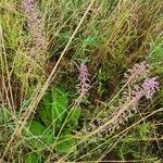 Ledebouria revoluta Хабит