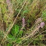 Ledebouria revoluta Habit