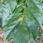 Casearia decandra Hoja