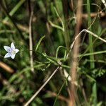 Campanula aparinoides Habit