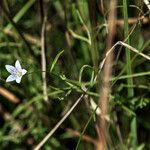 Palustricodon aparinoides आदत