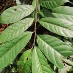 Coelocaryon preussii Hoja