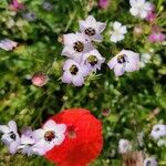 Gilia tricolor Kvet