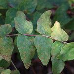 Hypericum frondosum Leaf