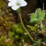 Saxifraga corsica Habitus