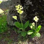 Primula elatior Лист