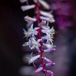 Cordyline fruticosa Flower