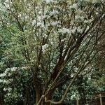 Rhododendron argyrophyllum Habit