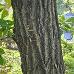 Quercus castaneifolia Bark