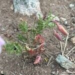 Oenothera pallida Hoja