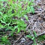 Stellaria alsine Habitat