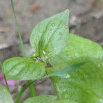 Claytonia sibirica Φύλλο