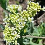 Lepidium draba फूल