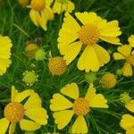 Helenium amarum Flower