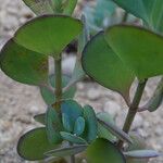 Kalanchoe integrifolia